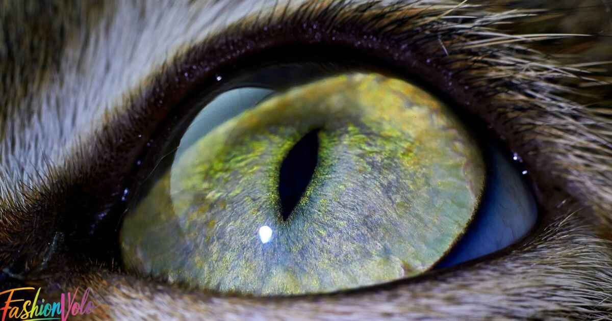 Alluring Cat Eyes Extensions