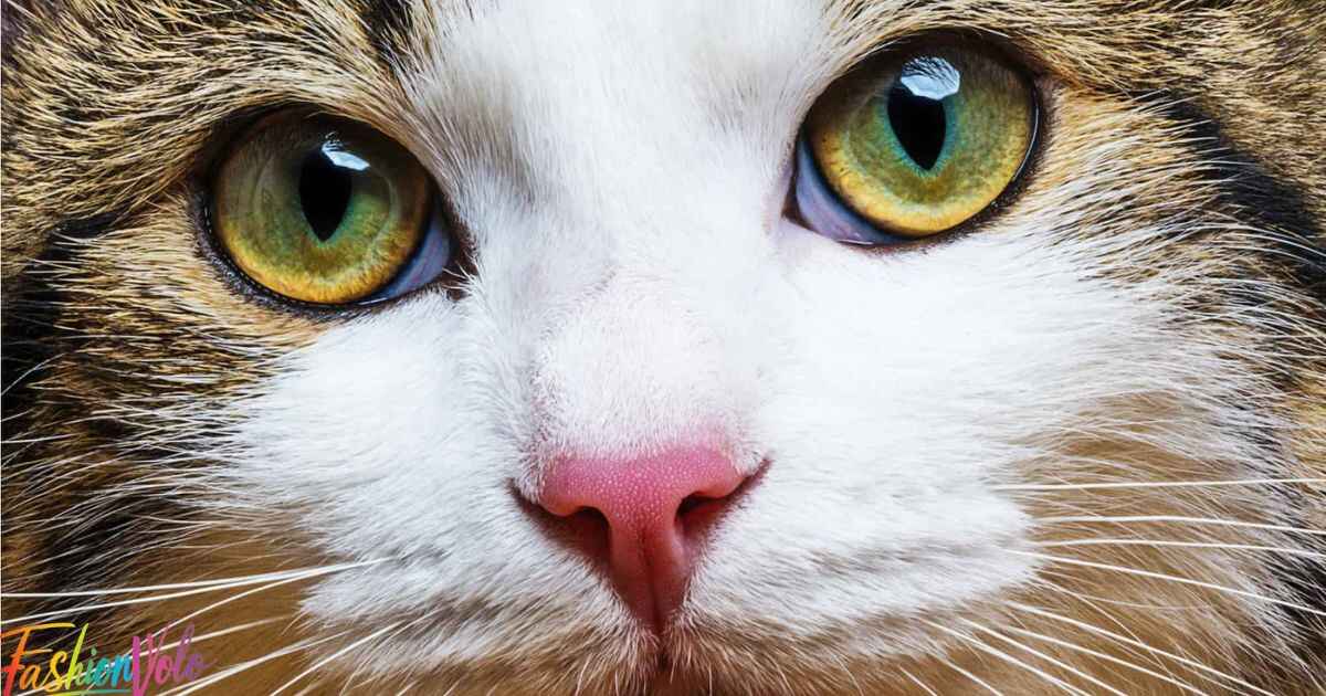 Glamorous Cat Eyes Extensions