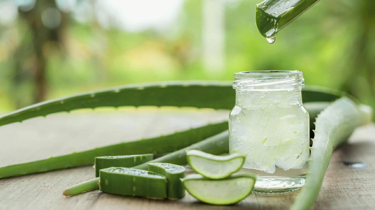 Power of Aloe Vera Powder 200:1: A Comprehensive Guide