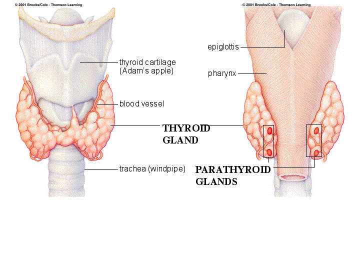 Tips for Postpartum Thyroid Health